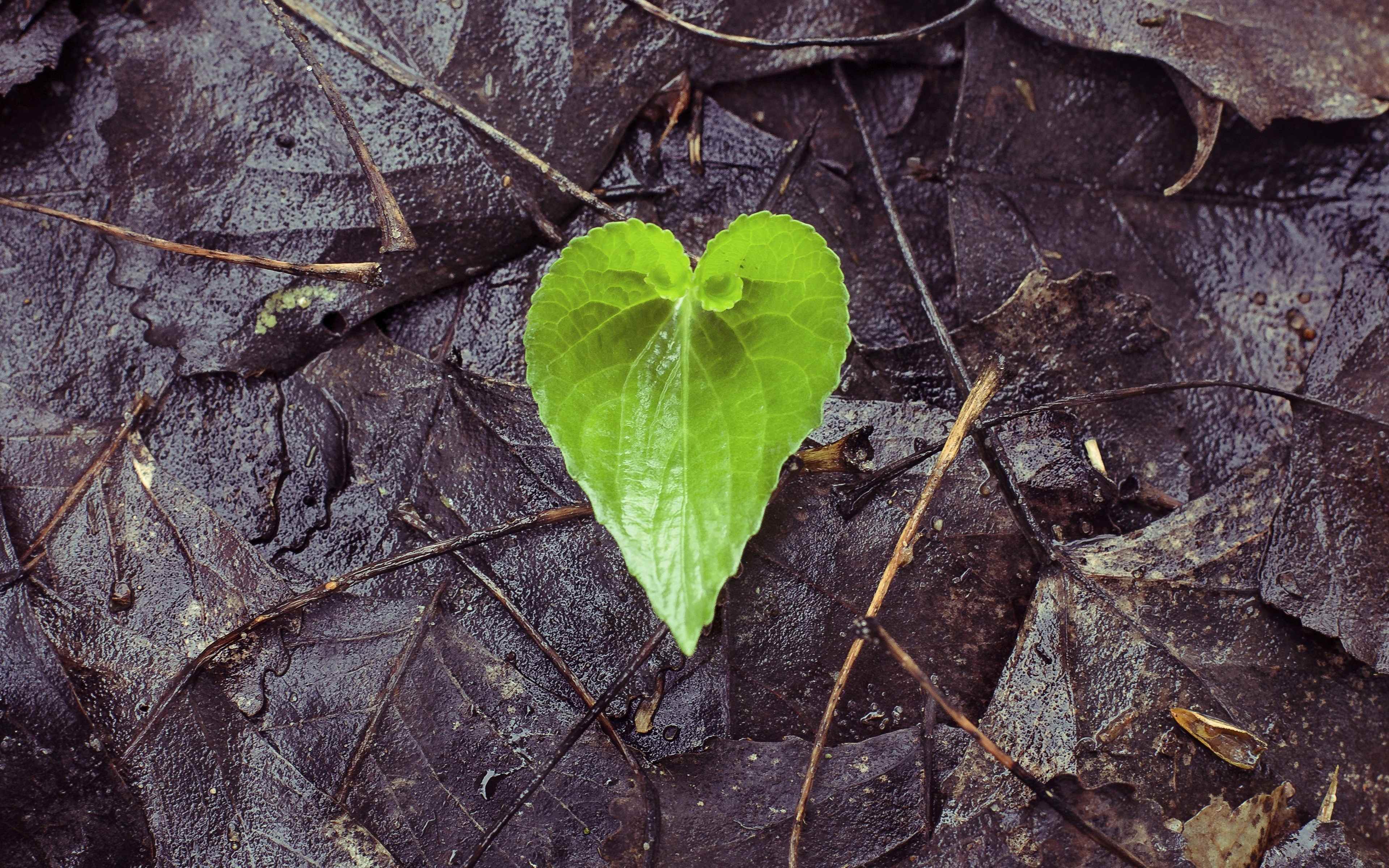 Love leaves. Любовь и листья. Сердцу в сорняках. Картинки осень и любовь. Два осенних листика любовь.