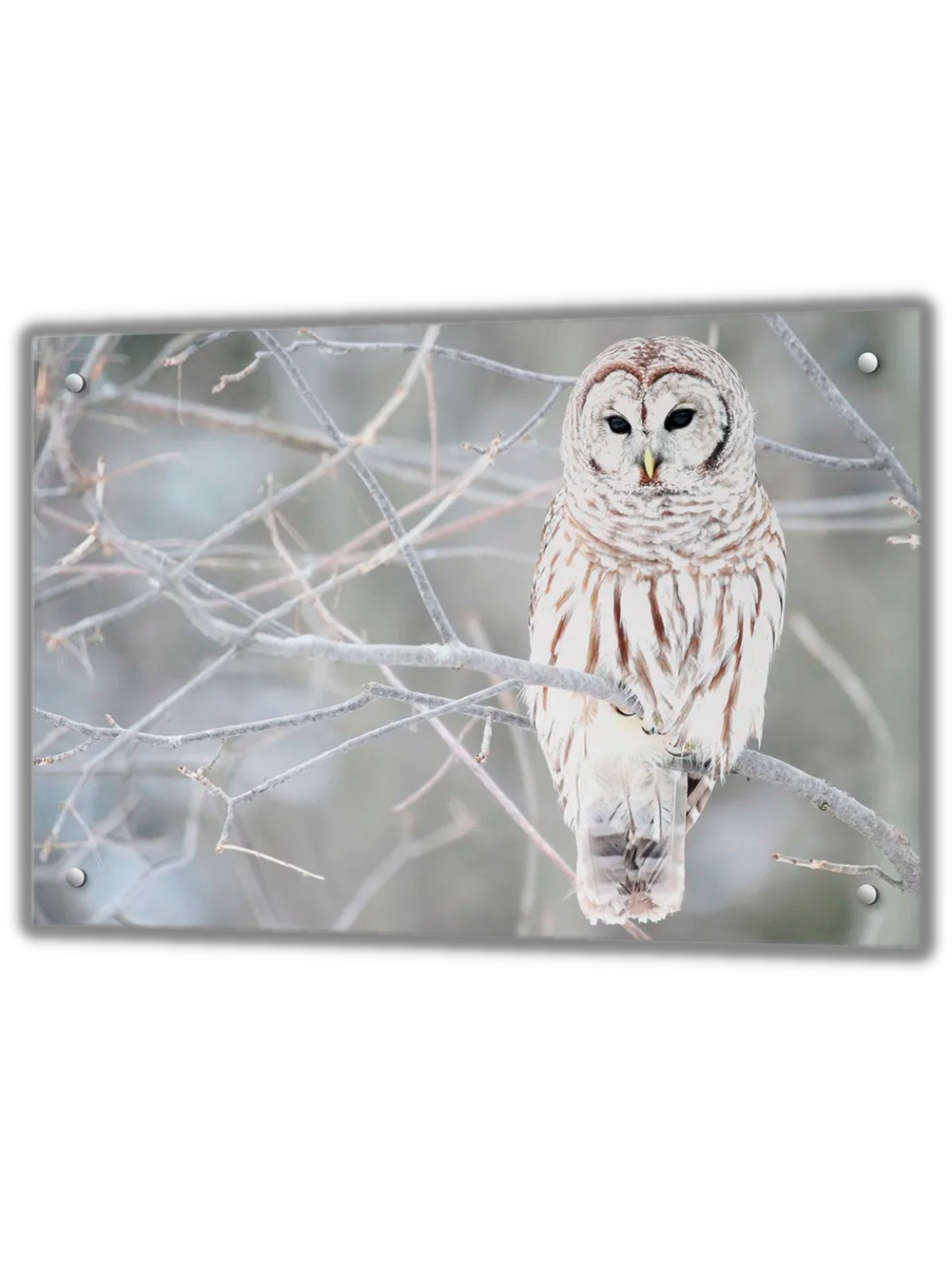 Монитор сова. Белая Сова. Фартук экран для кухни Сова. Сова фотопечать. Оракул снежной Совы