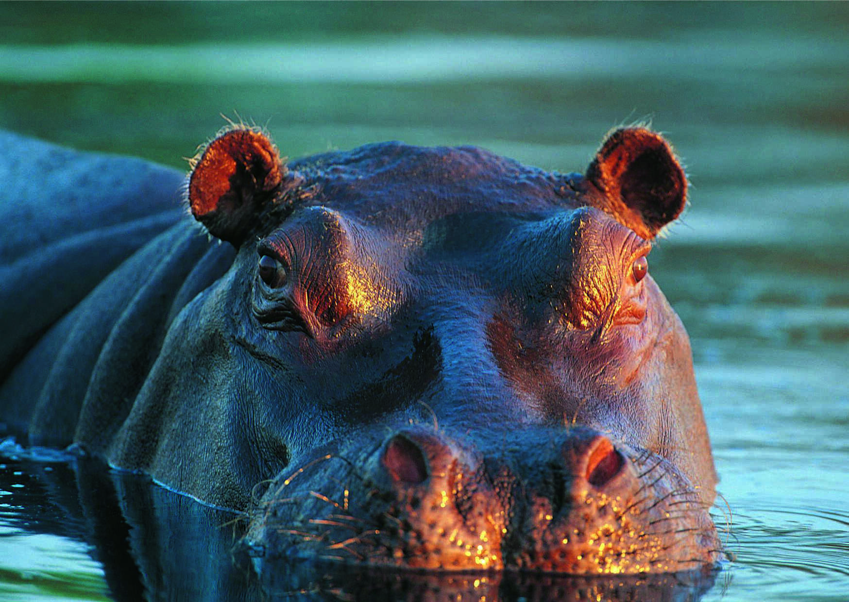 Фото гиппопотама. Гиппопотам и Бегемот. Обыкновенный Бегемот. Hippopotamus amphibius. Морда бегемота.