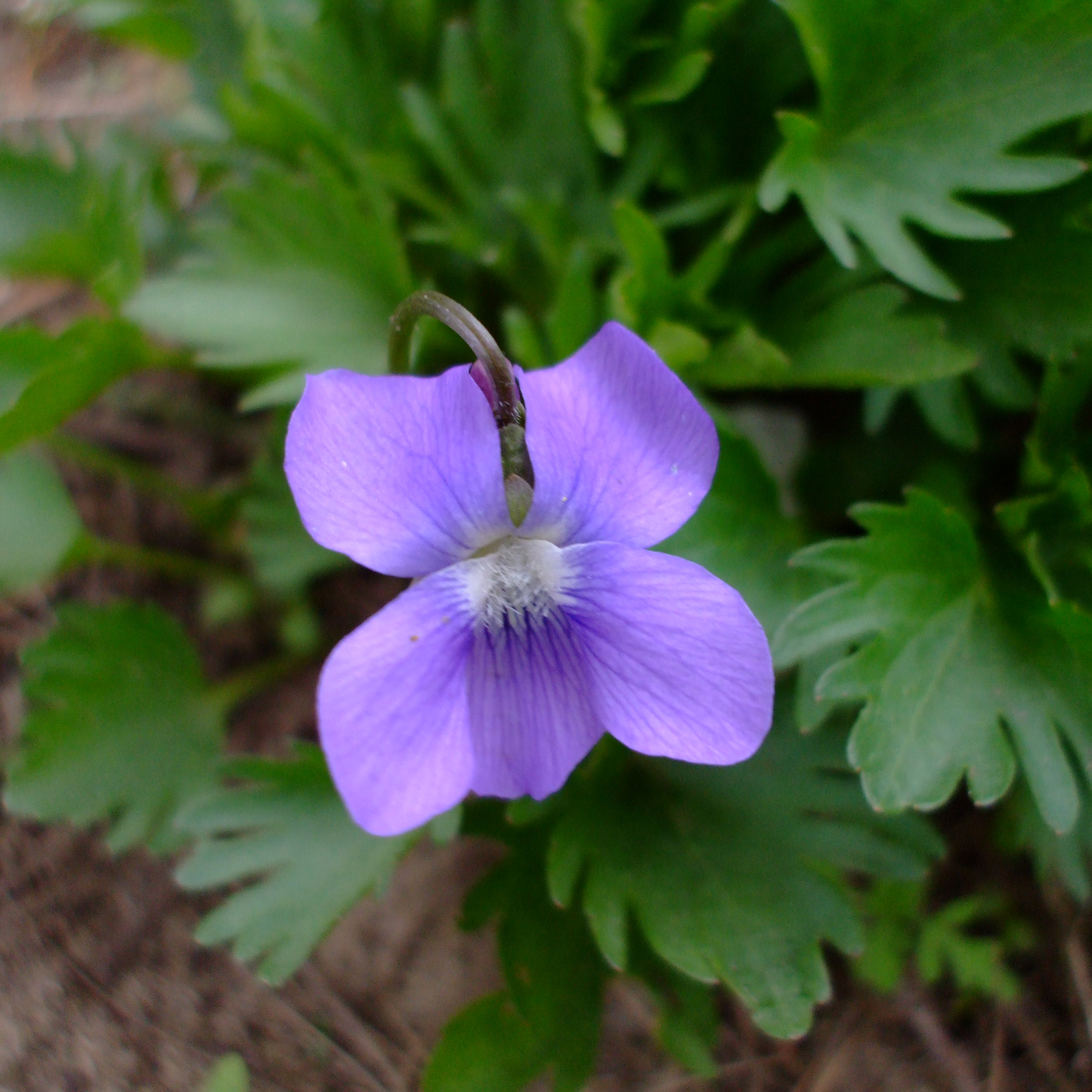 Фиалка дланевидная (Viola palmate)