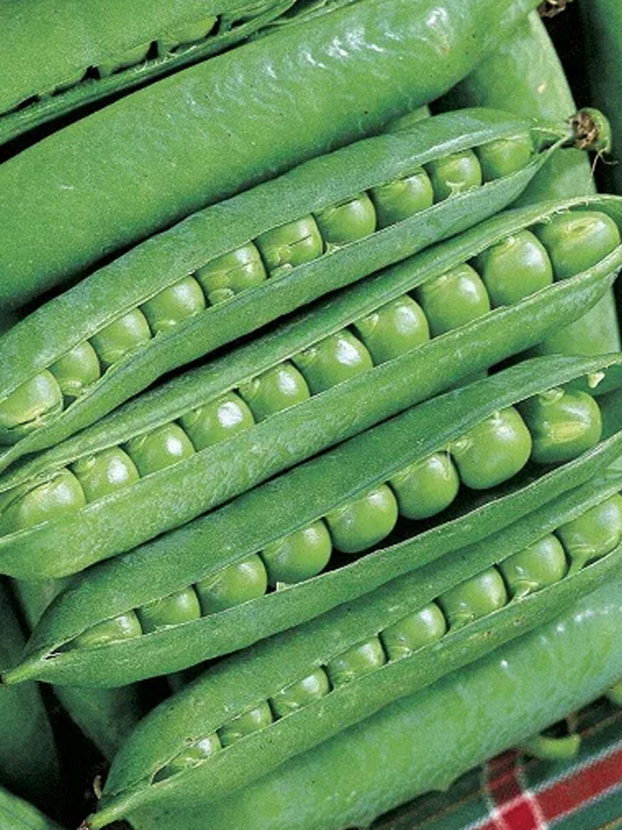 Горох сахарный стручок. Горох фокор сидерат. Зеленый горошек молодой. Горох жегалова 112. Горох альдерман.