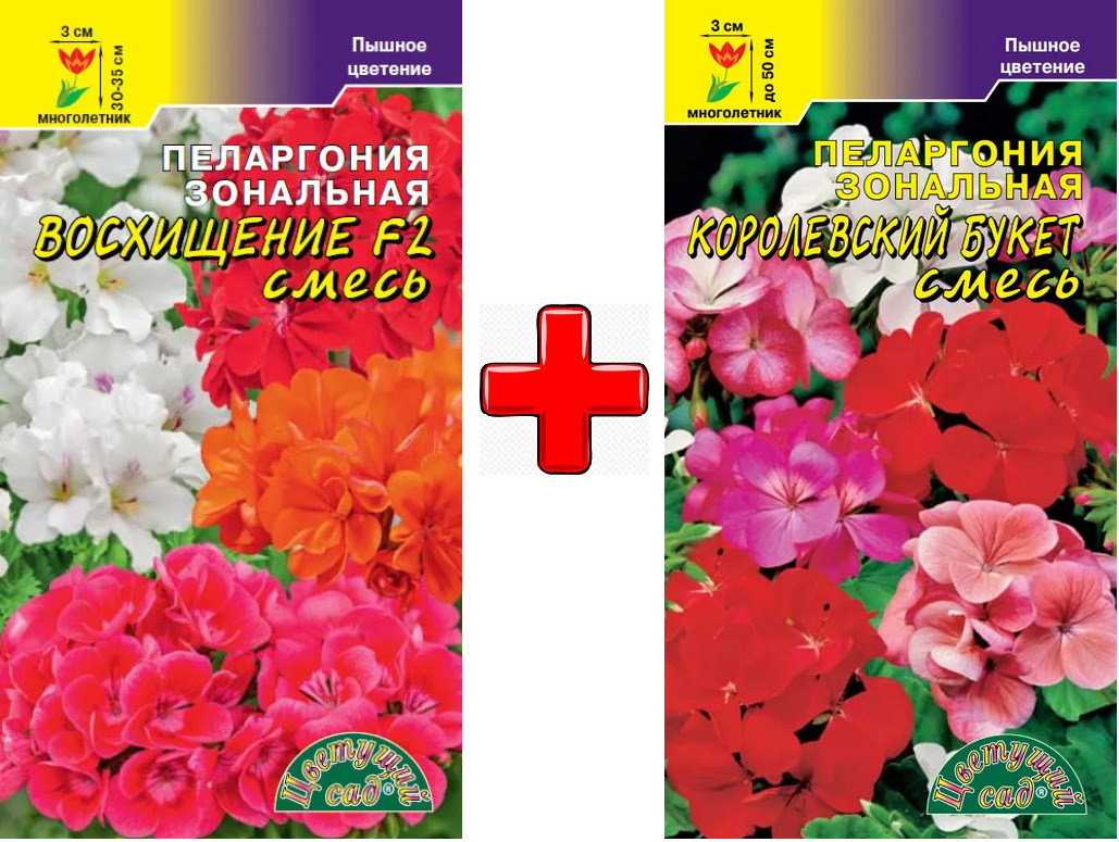 Королевская Пеларгония Семена Купить В Интернет