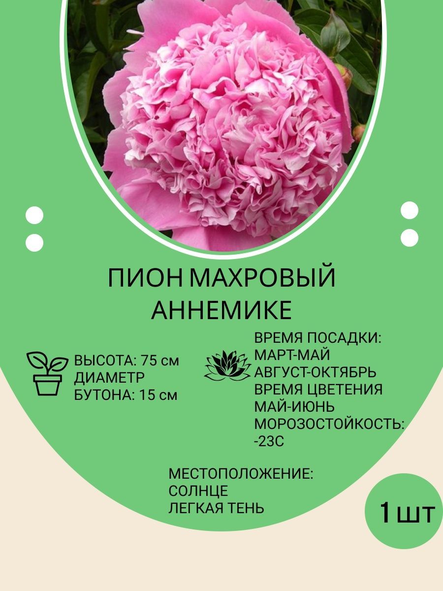 Корневища Пионов Купить В Интернет Магазине