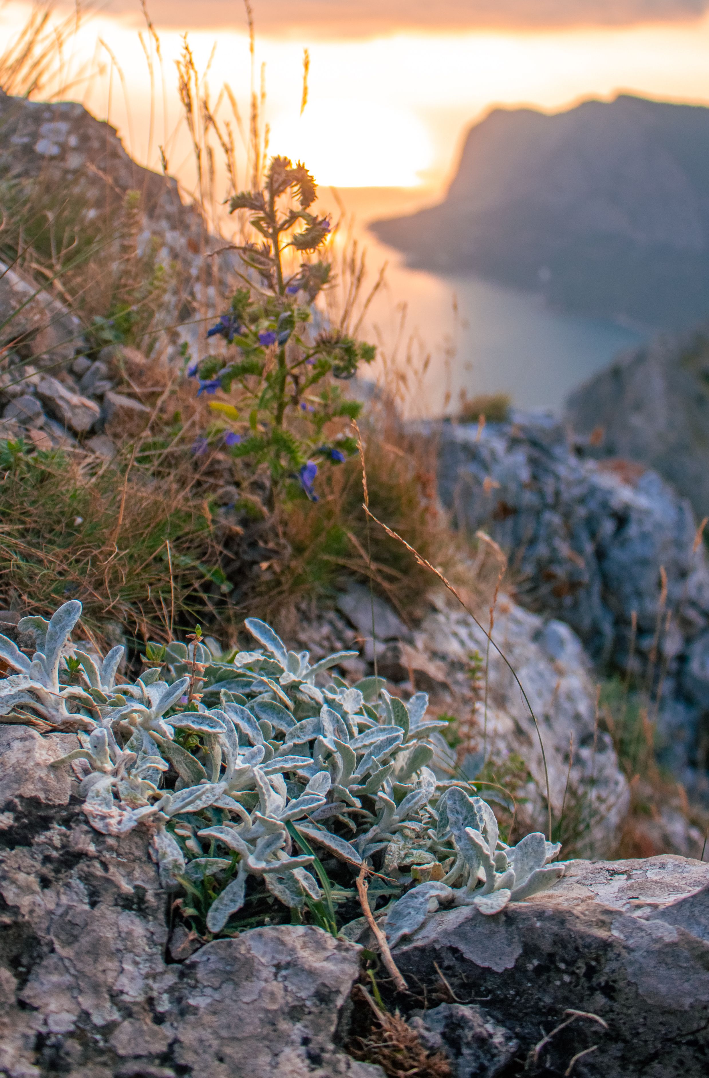 Чабан чай крымский фото