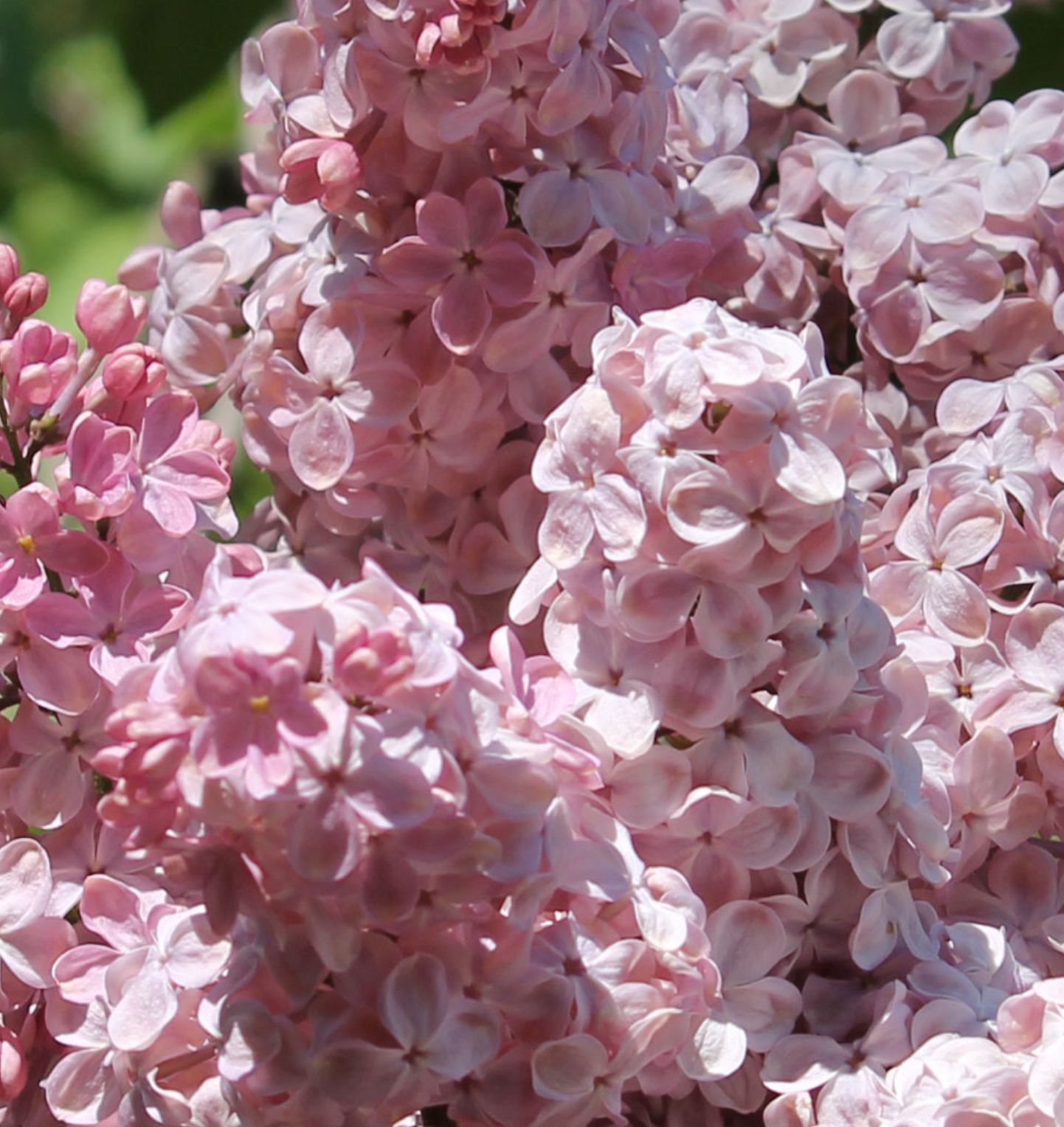 Сорт мулатка. Сирень мулатка. Сирень обыкновенная (Syringa vulgaris). Сирень обыкновенная mulatka. Syringa vulgaris 'mulatka'.