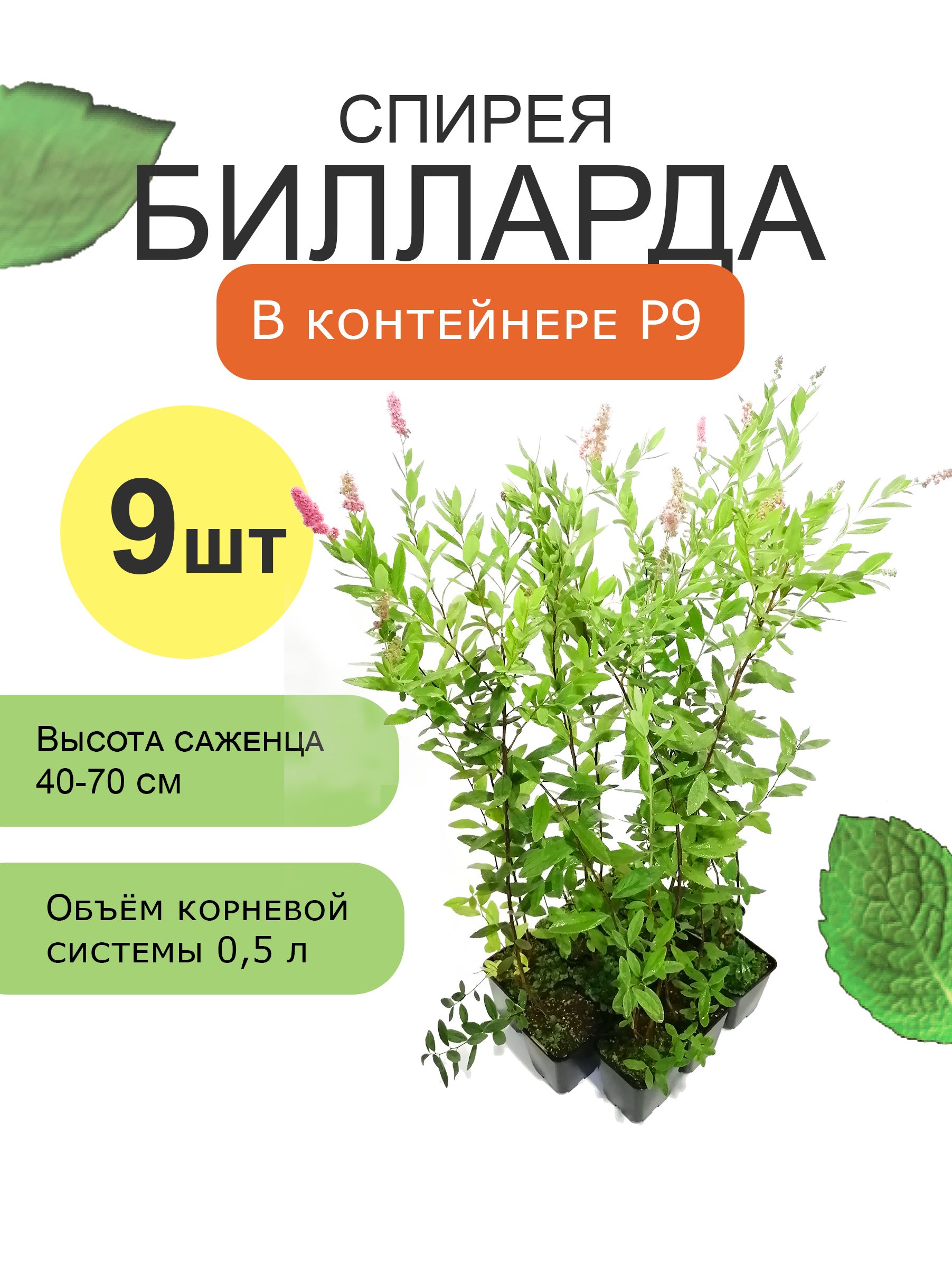 Спирея Билларда. Комплект из 9 шт. саженецев с закрытой корневой системой в  контейнерах Р9 (0,5 л). - купить с доставкой по выгодным ценам в  интернет-магазине OZON (706514292)