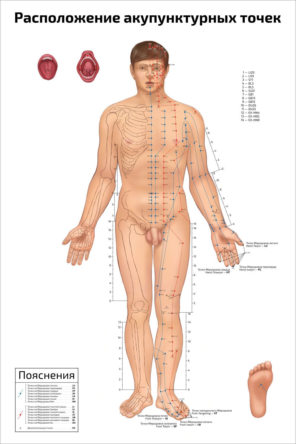  Плакат обучающий А2 ламинир. Расположение акупунктурных точек мужчина-фаз  по массажу, иглоукалыванию, рефлексотерапии 457x610 мм
