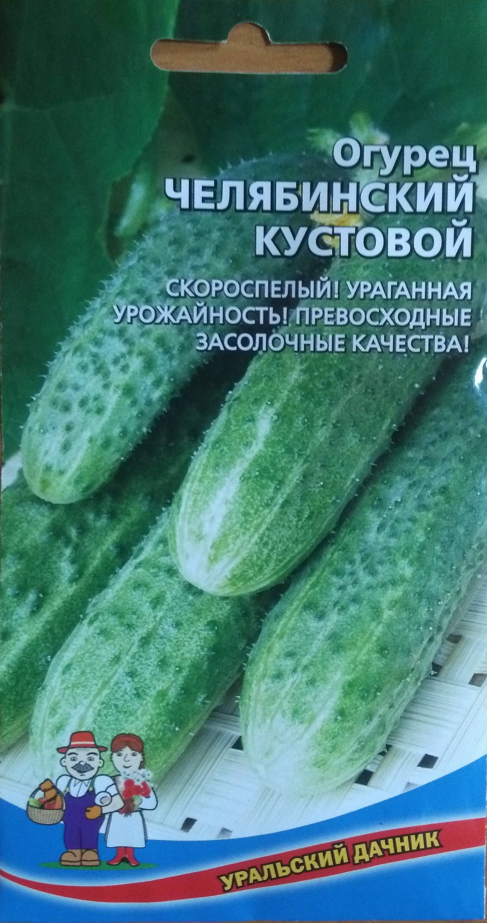 Огурец кустовой описание отзывы фото. Огурец Челябинский кустовой 12шт. Огурец Челябинский кустовой Уральский Дачник. Огурец Цыганский табор f1. Огурец кустовой Челябинский ф1.