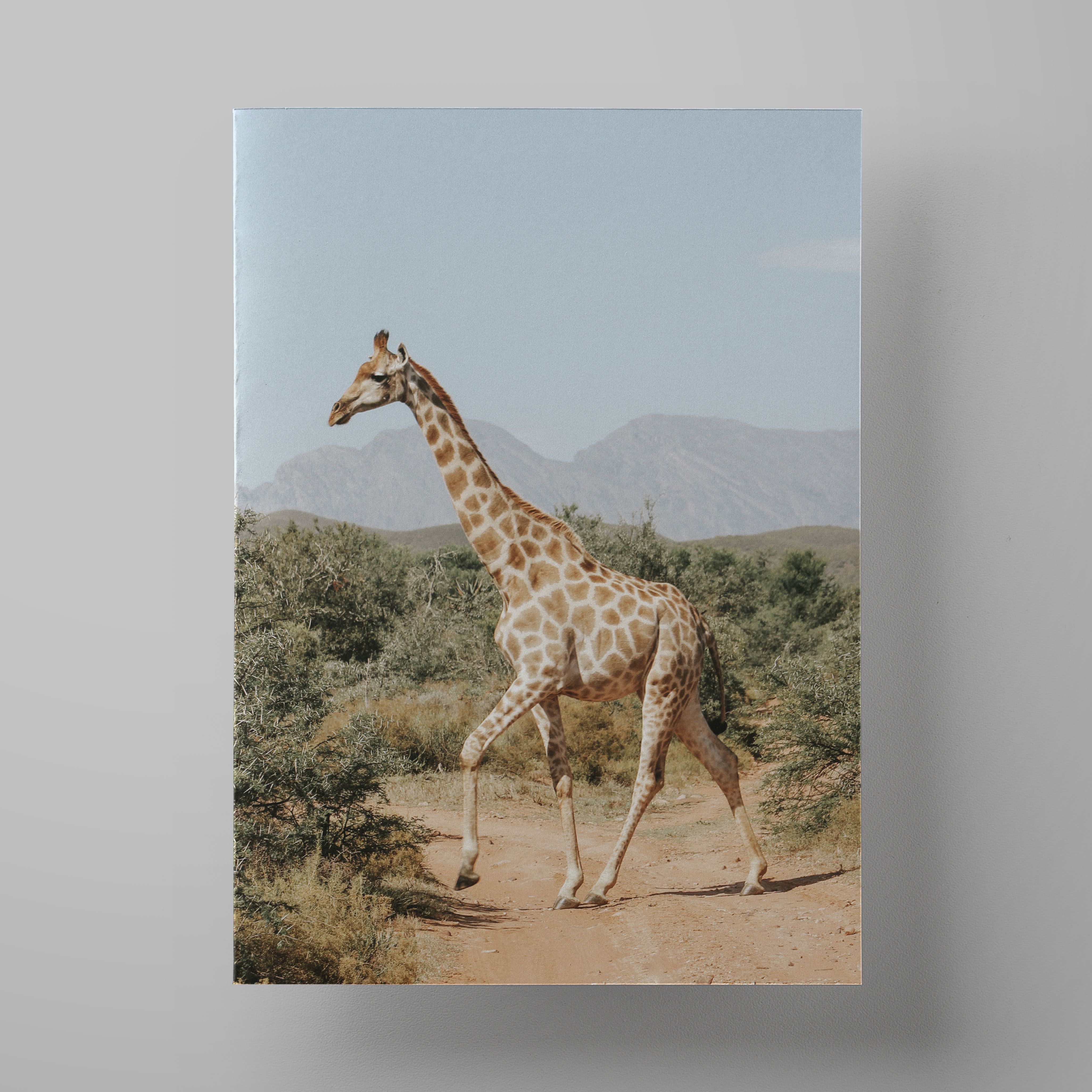 Постер Жираф. Постеры с жирафами. Постер Жираф 40 на 50 см. Жираф с бабочкой. На рисунке изображен жираф