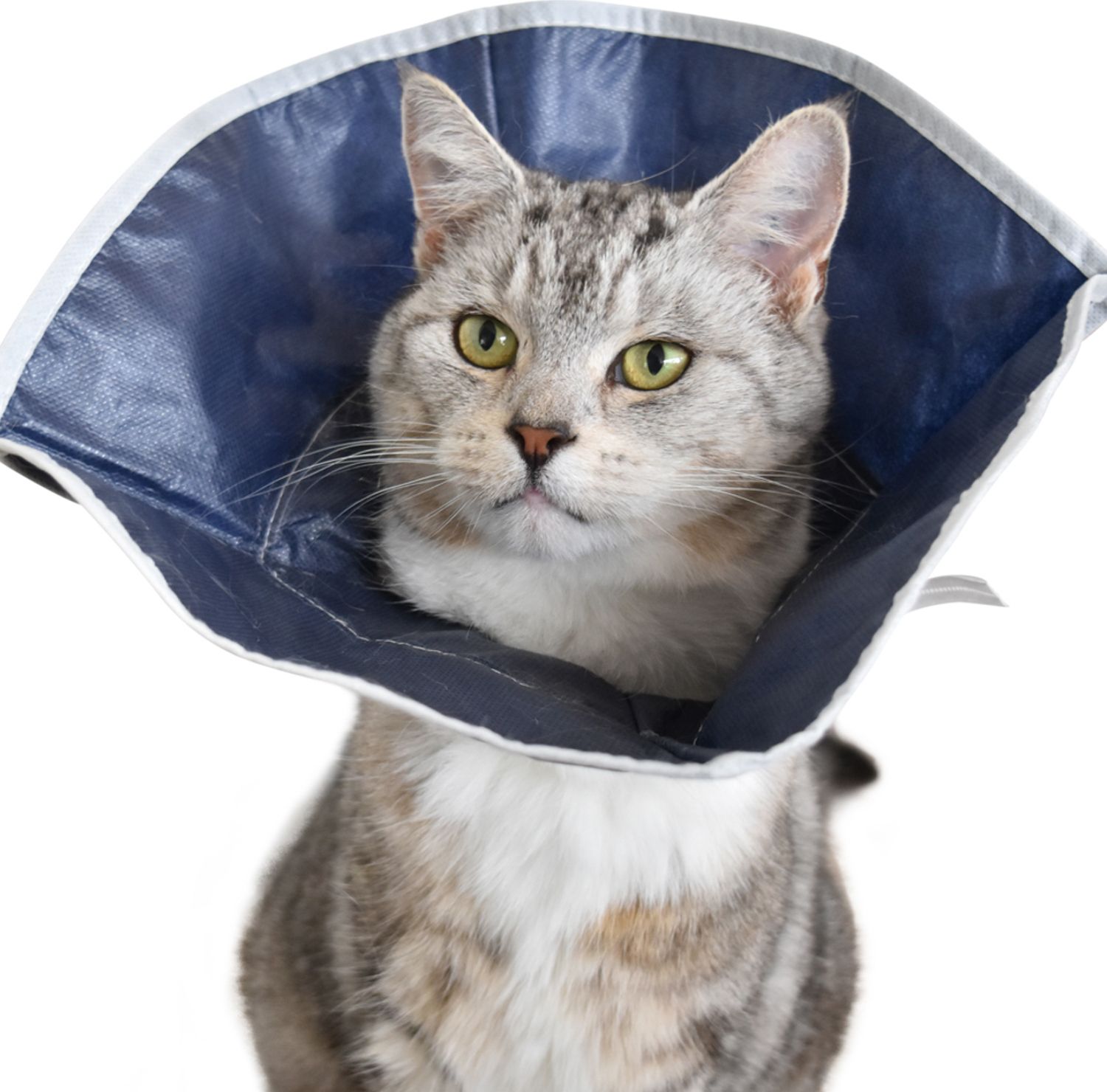 Защитный воротник для кошек