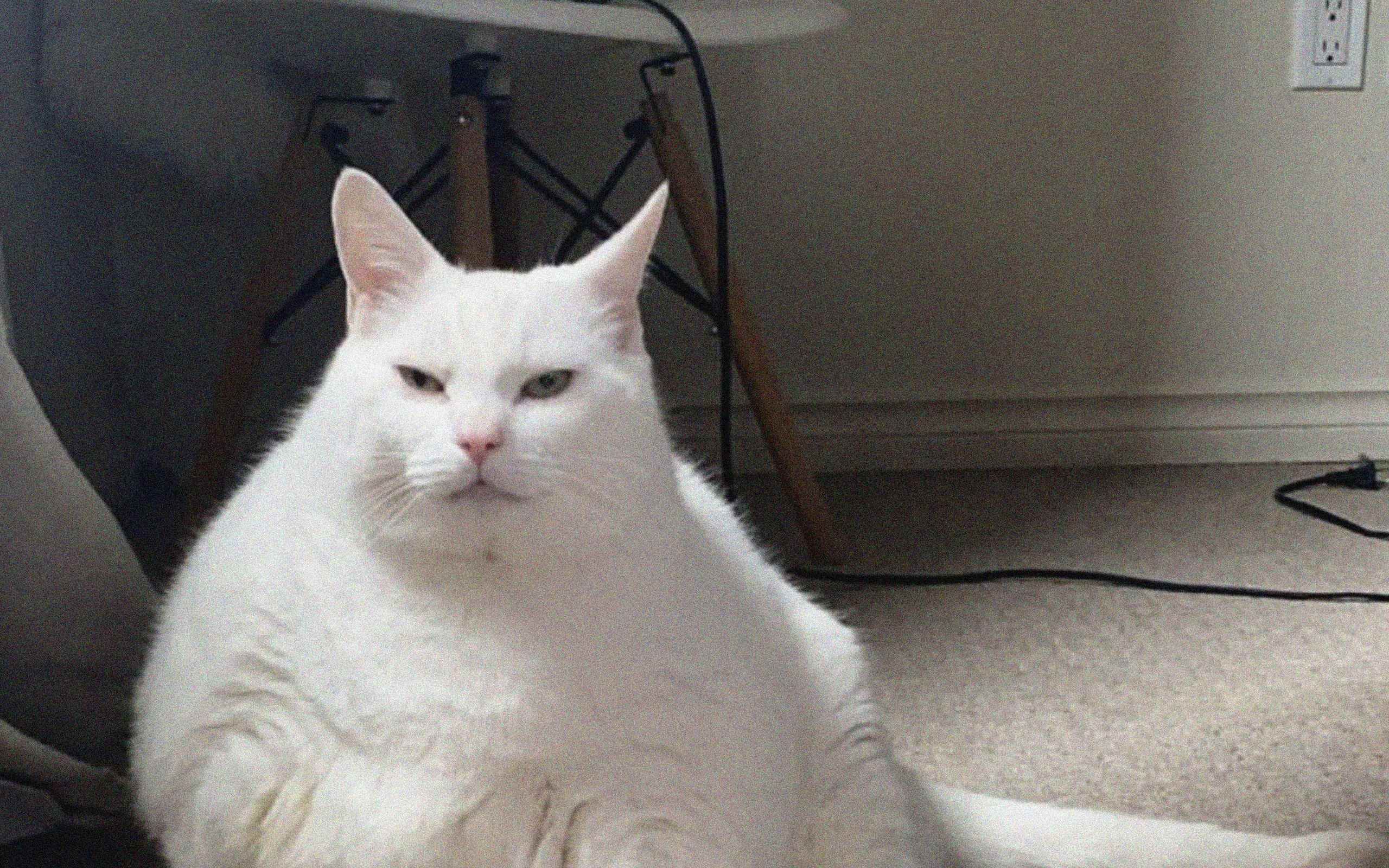 Топ - 7 самых известных котиков