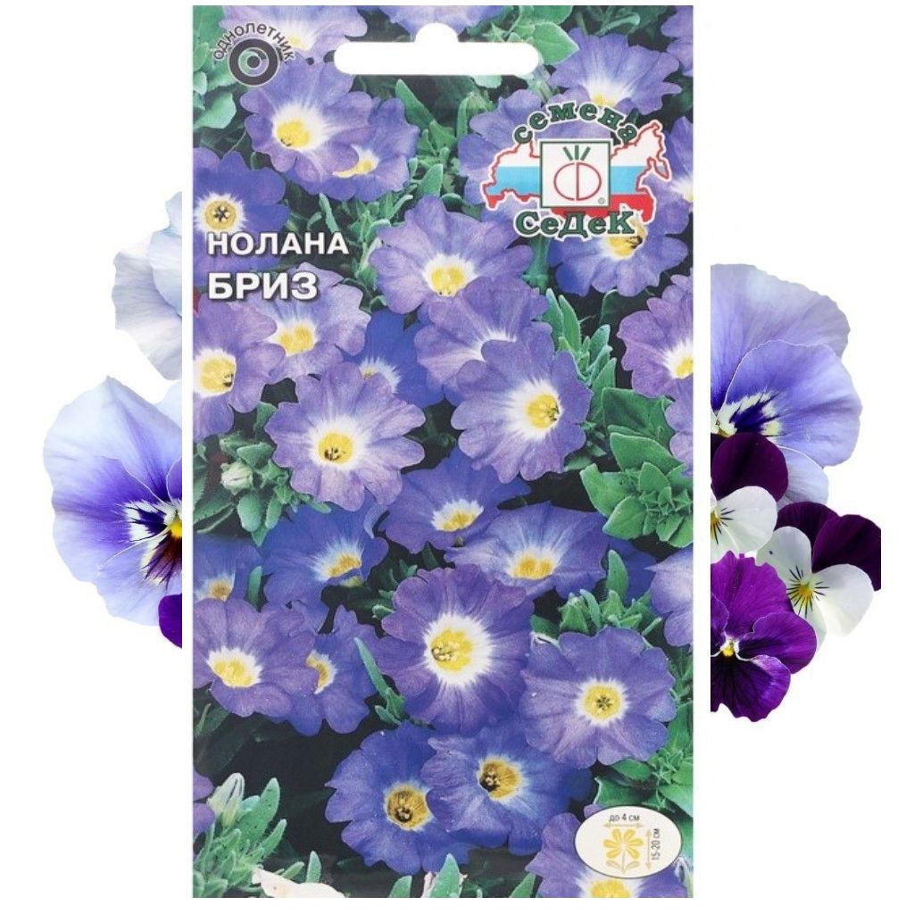 Нолана цветок