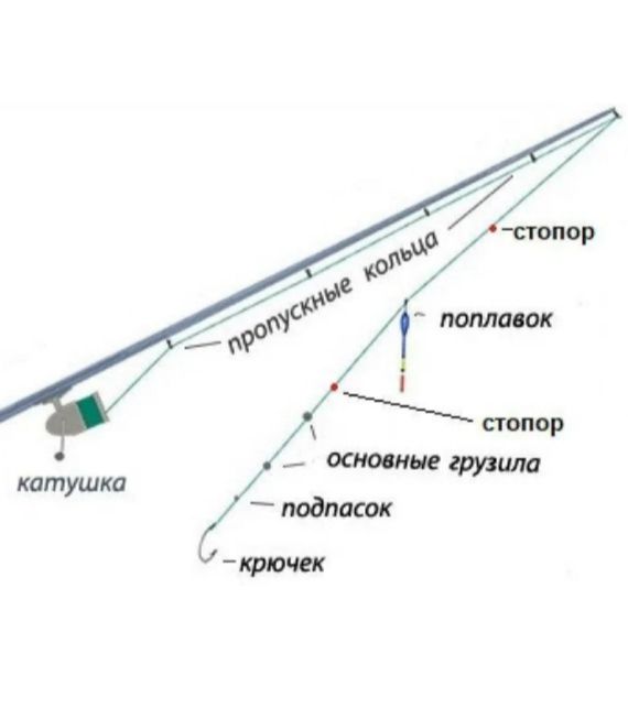 Что такое болонская удочка фото и описание