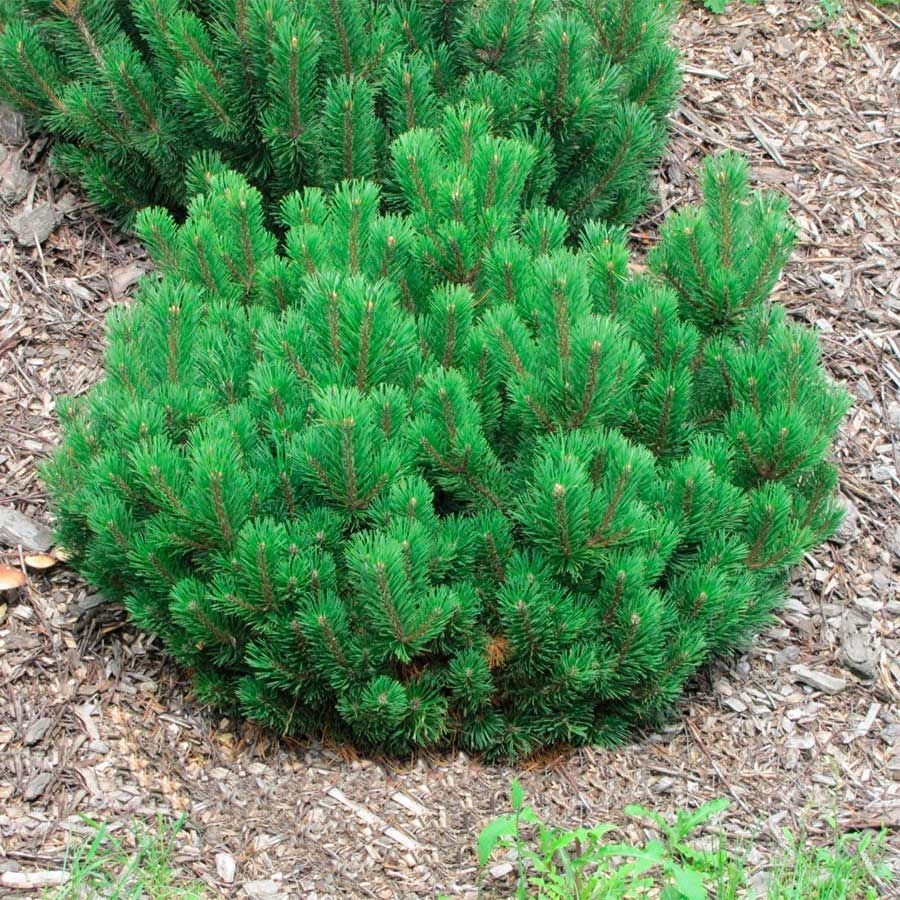 Сосна Горная Мугус (Pinus mugo mughus)