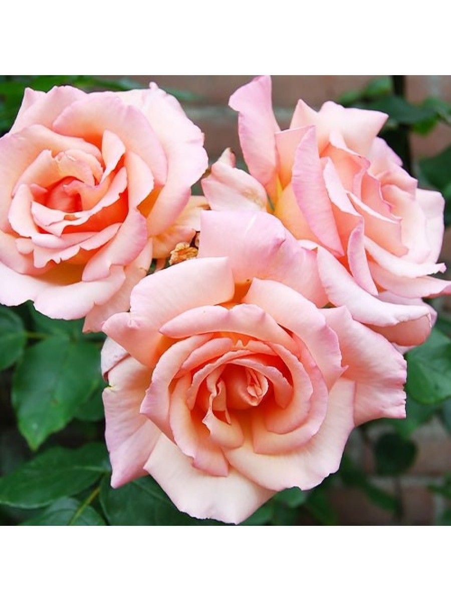 Caroline Victoria роза