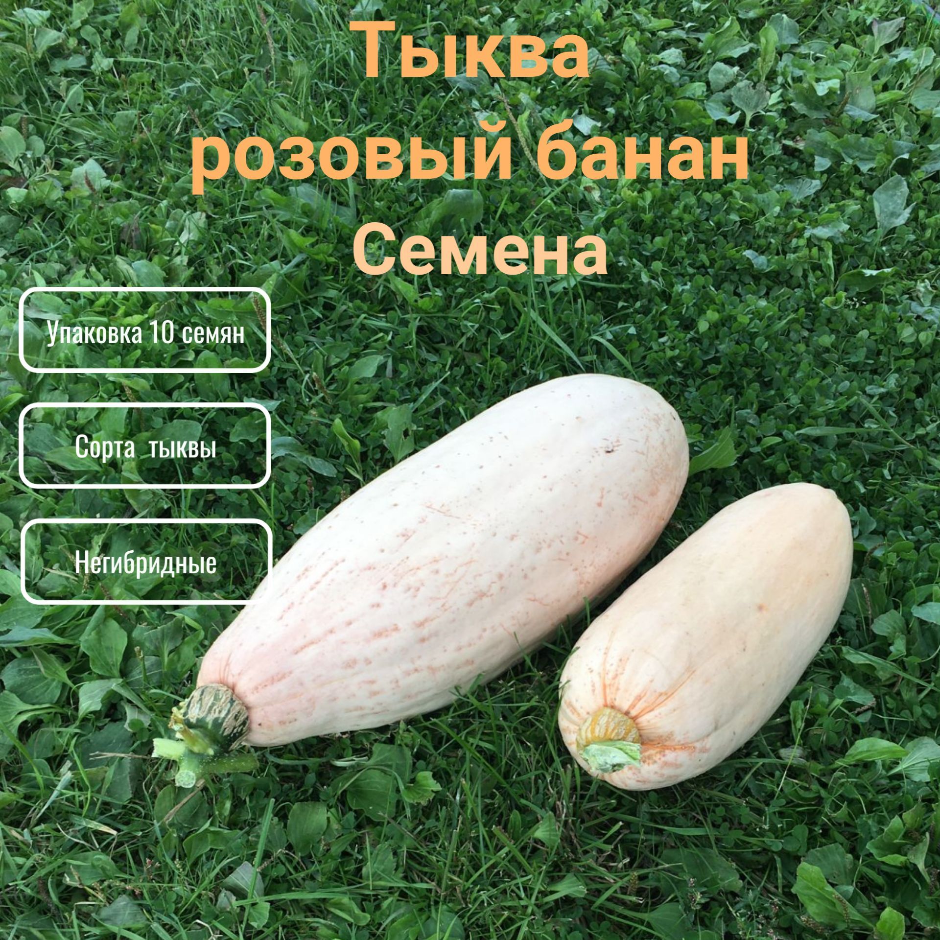 Тыква Банан Описание Сорта Фото Отзывы