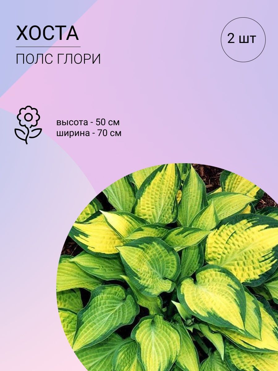 Саженцы Хост Купить В Леруа Мерлен Калуга