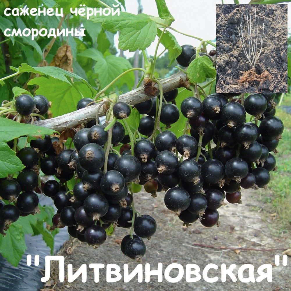 Смородина чёрная 