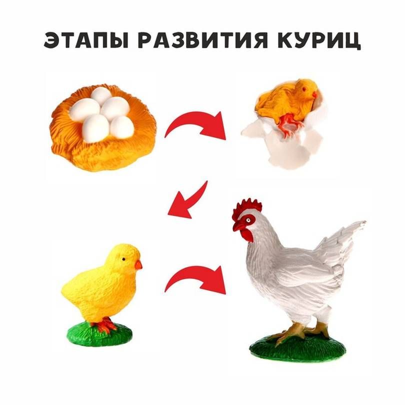 Развитие кур