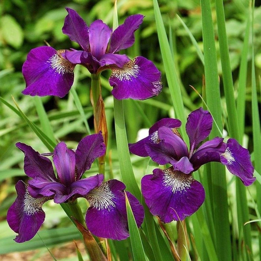 Ирис сибирский. Ирис Сибирский Hubbard. Ирис Сибирский 'Hubbard' /Iris sibirica 'Hubbard'/. Ирис Сибирский 