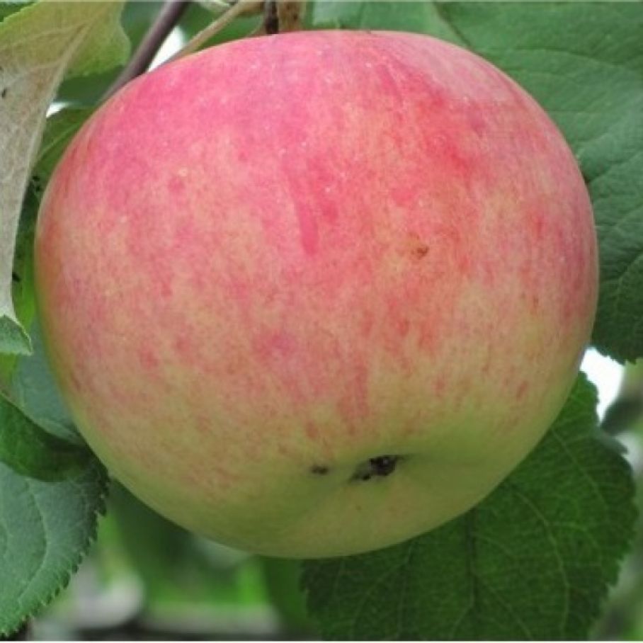 Яблоня айдаред. Осенний полосатый сорт яблок. Яблоко на прозрачном фоне. Яблоки роял гала. Яблоки р п.