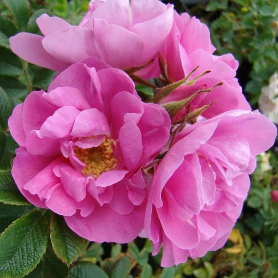 Роза канадская дженис мунк фото и описание