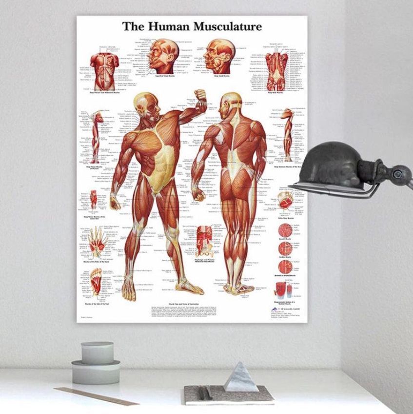 Плакат мышц. Плакат анатомия человека. Плакат. Тело человека. Плакат мышцы человека. Анатомия Постер печать.