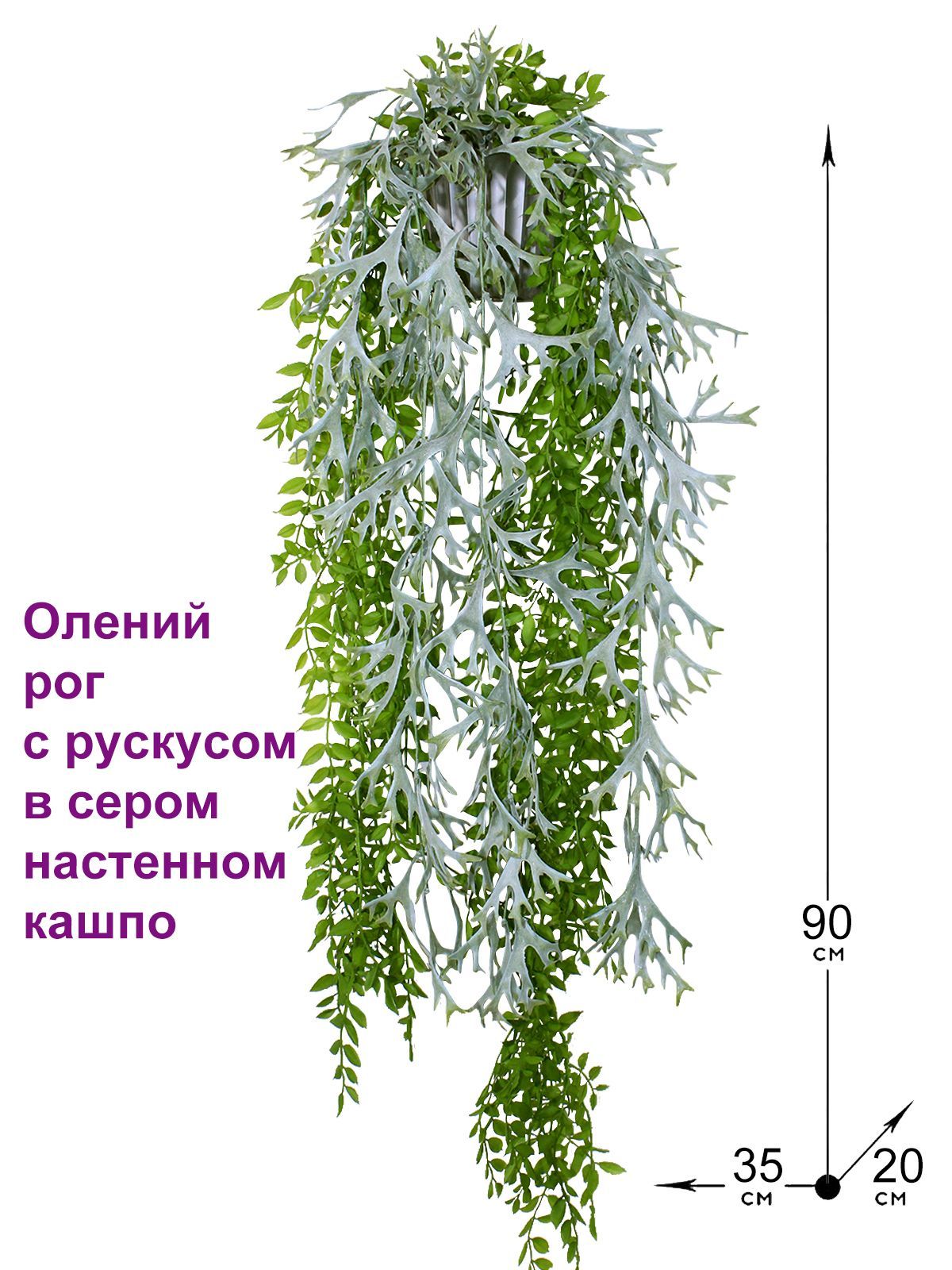 Рускус ампельные красный