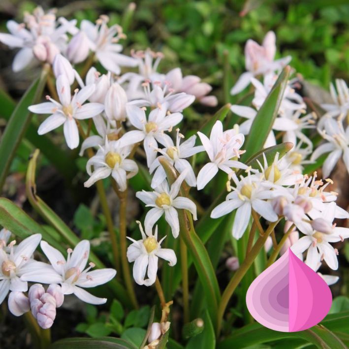 Сцилла bifolia rosea