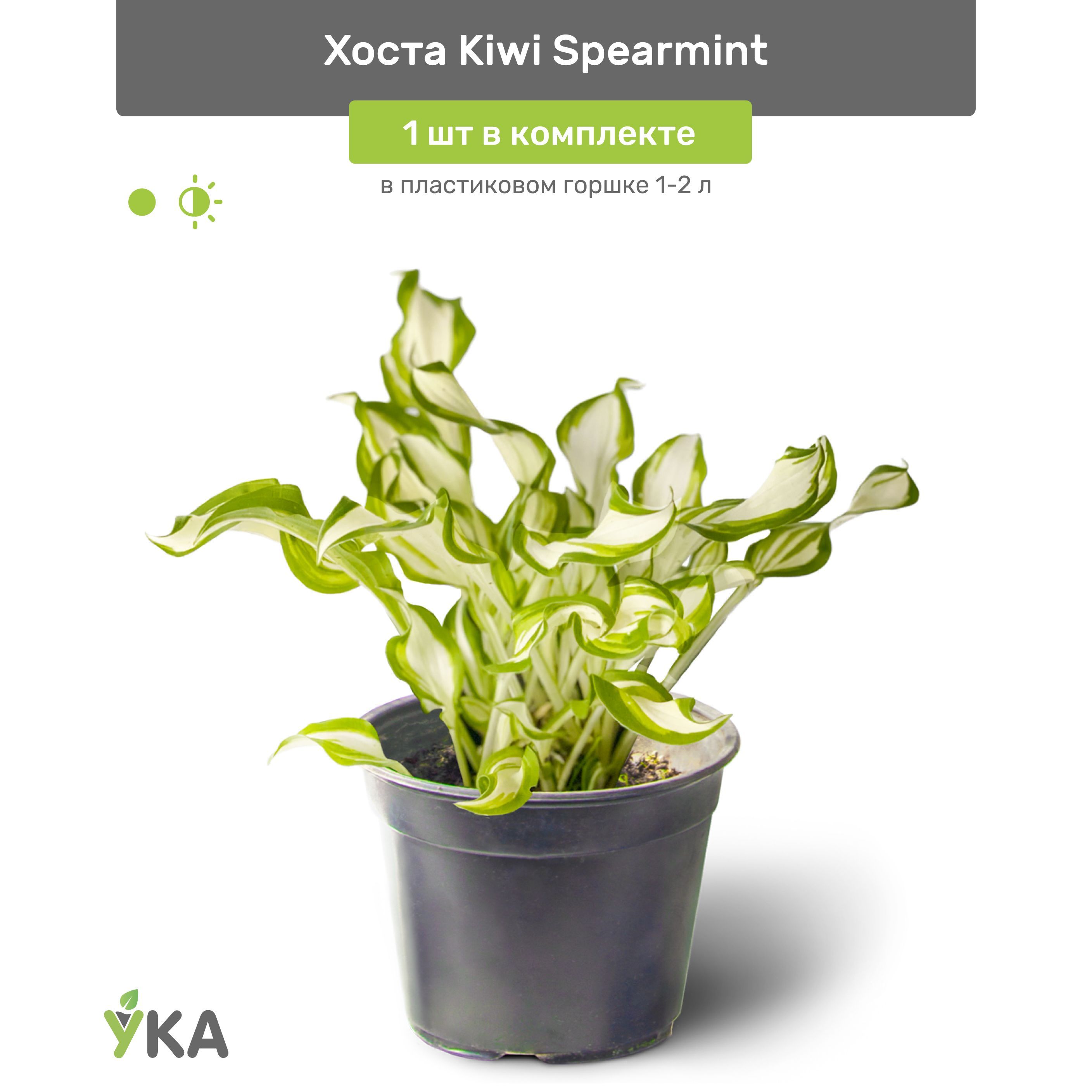 Хоста киви сперминт фото и описание. Хоста Kiwi Spearmint. Хоста киви Сперминт. Хоста Твист Сперминт. Хоста гибридная Kiwi Spearmint.