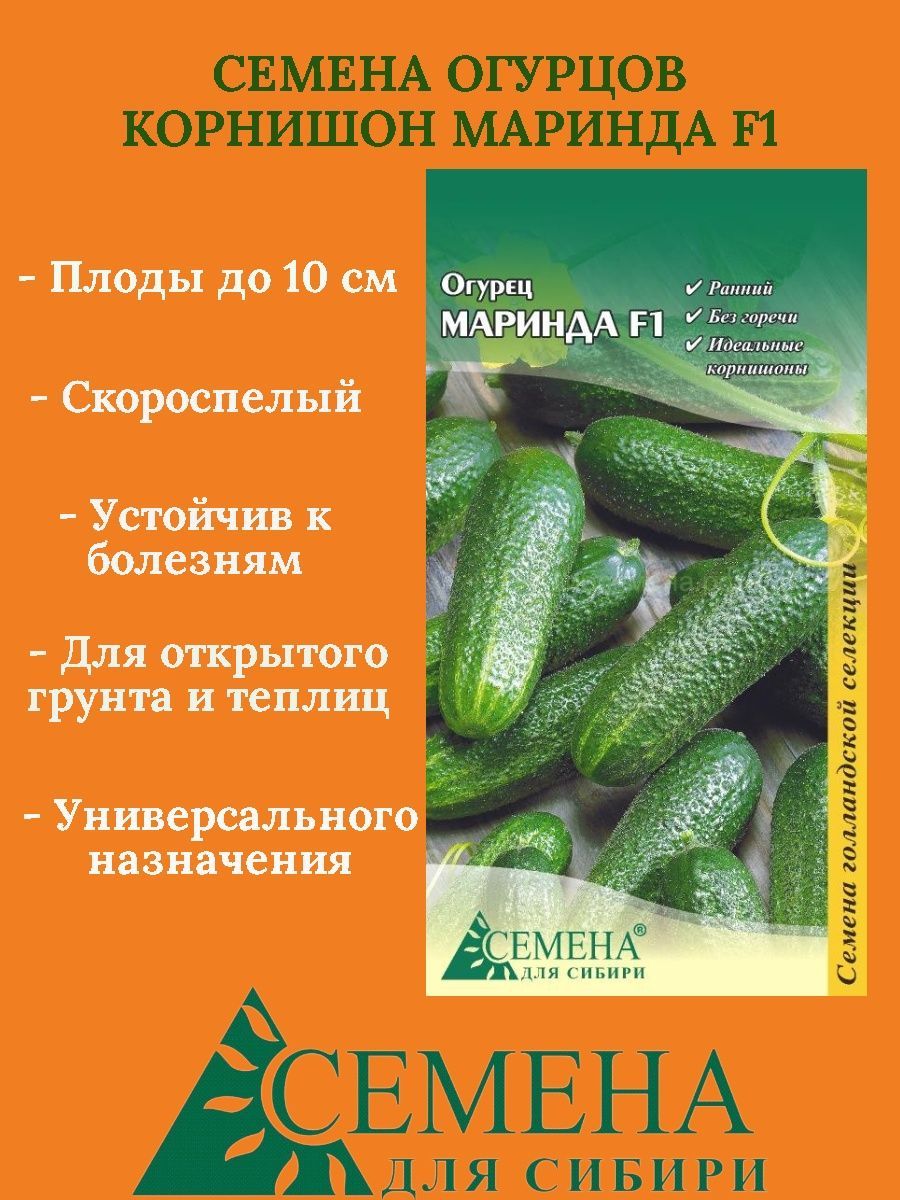 Сорт Огурцов Маринда Фото