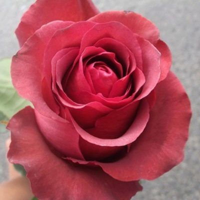 Роза матильда - журнал 13malyshok.ru