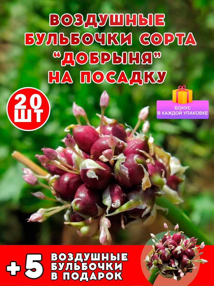 Чеснок Добрыня добрынячеснок - купить по выгодным ценам в интернет-магазине  OZON (1171003157)