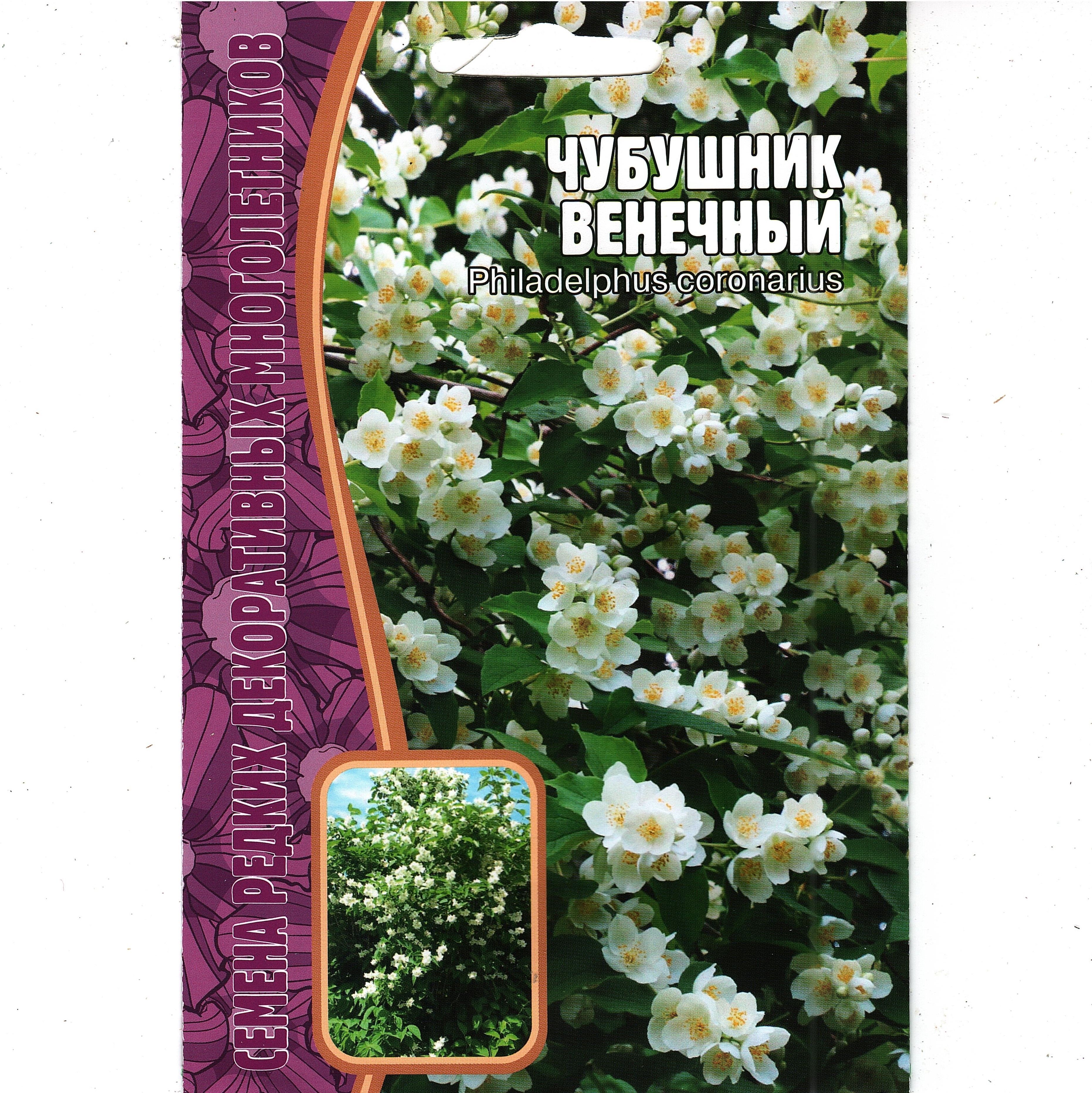 Семена Чубушника Фото