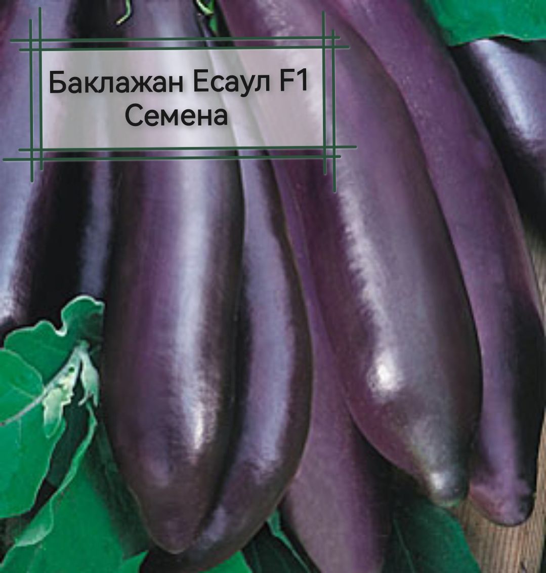 Баклажан нн