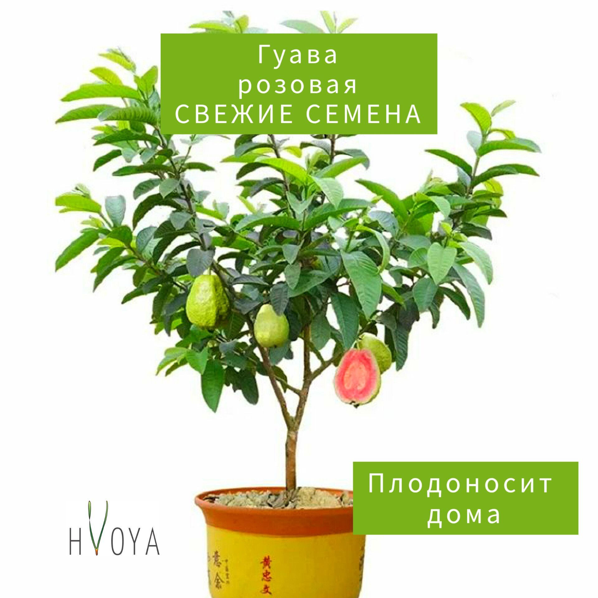 Экзотические Комнатные Цветы Семена Купить