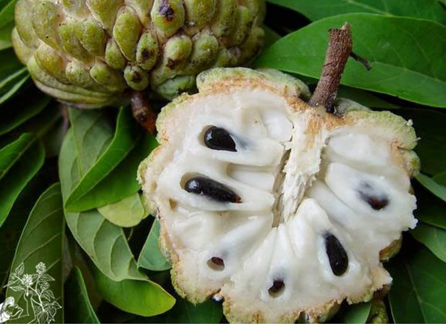 Sugar apple. Аннона НОЙНА. НОЙНА сахарное яблоко. Сахарное яблоко аннона Чешуйчатая. Аннона сквамоза.