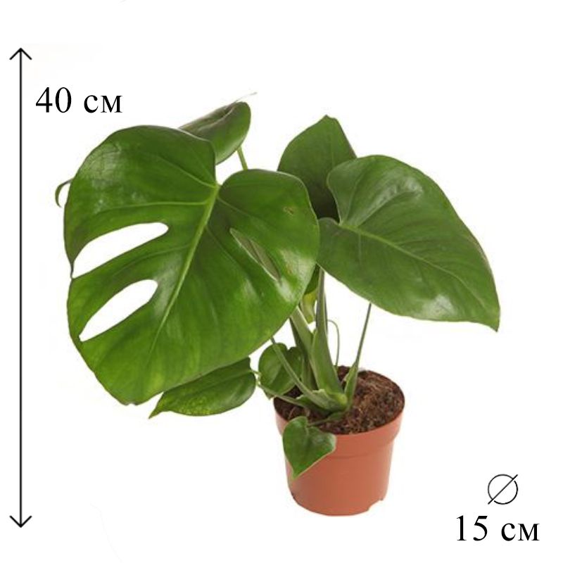 Монстера Комнатное Растение Купить