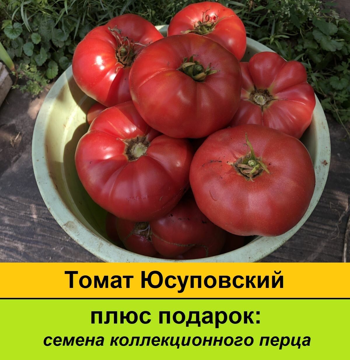 Томат юсуповский красный. Сорт томата юсуповский. Томат ташкентский юсуповский. Томат узбекский юсуповский. Томаты сорт узбекский юсуповский.