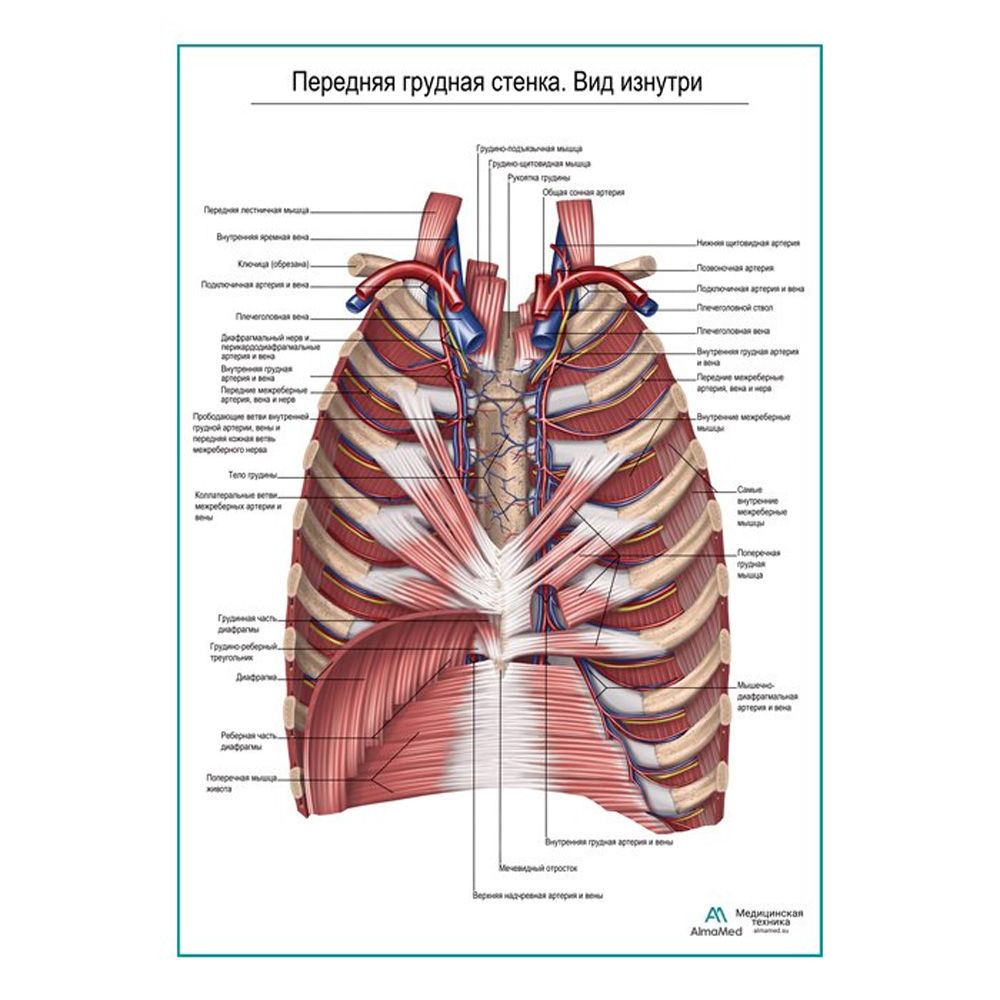 Грудная стенка латынь