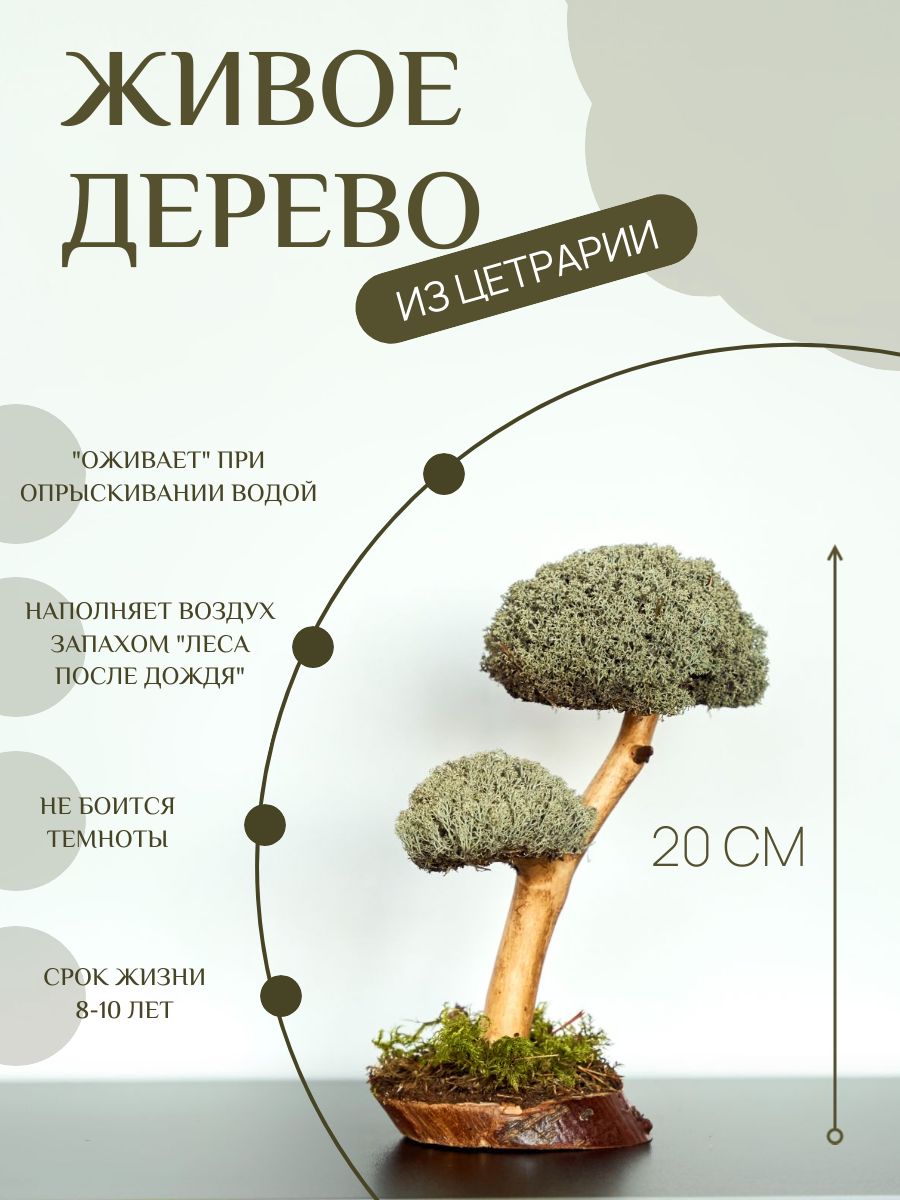 Купить Бонсай Дерево Живое