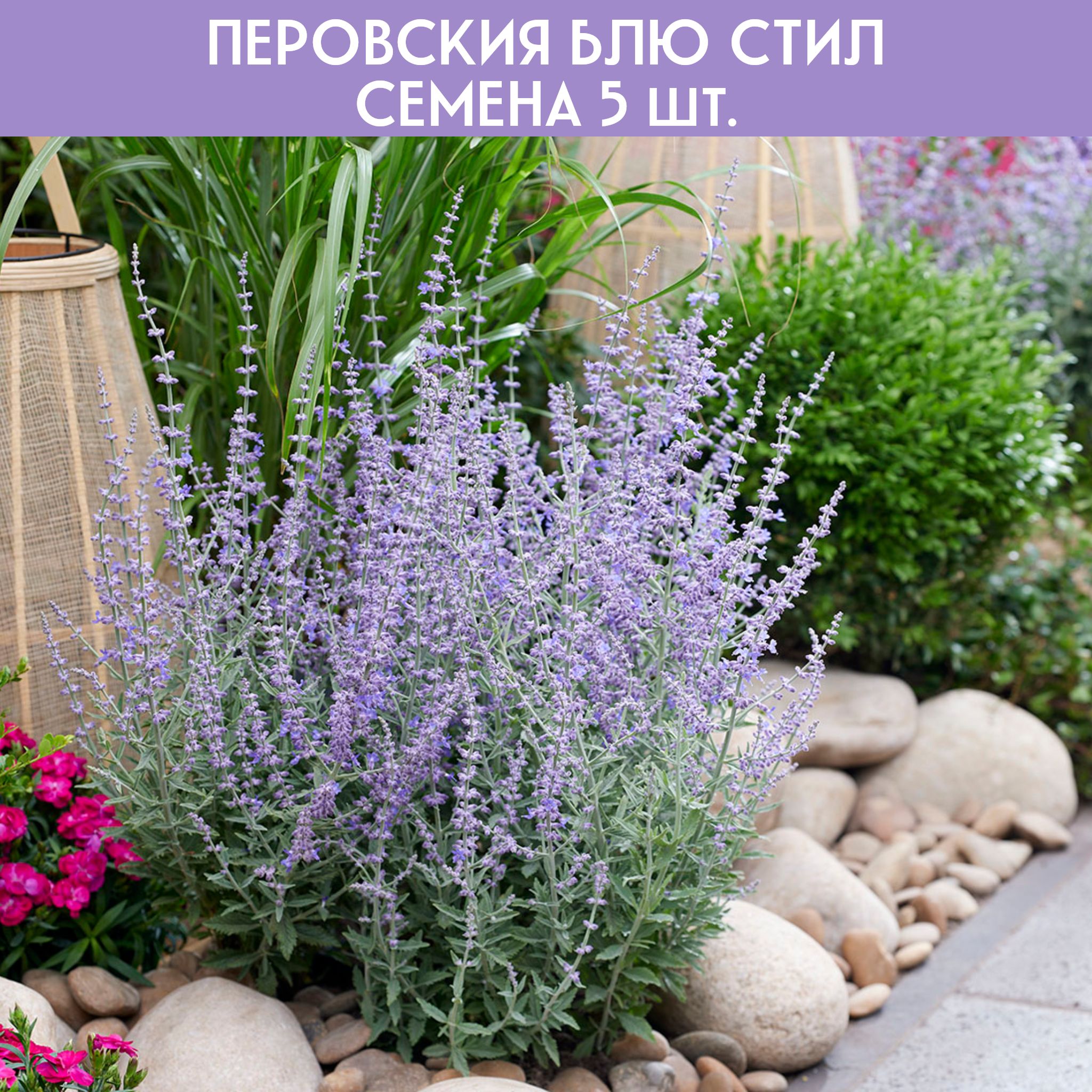 Перовския Купить В Москве Саженцы
