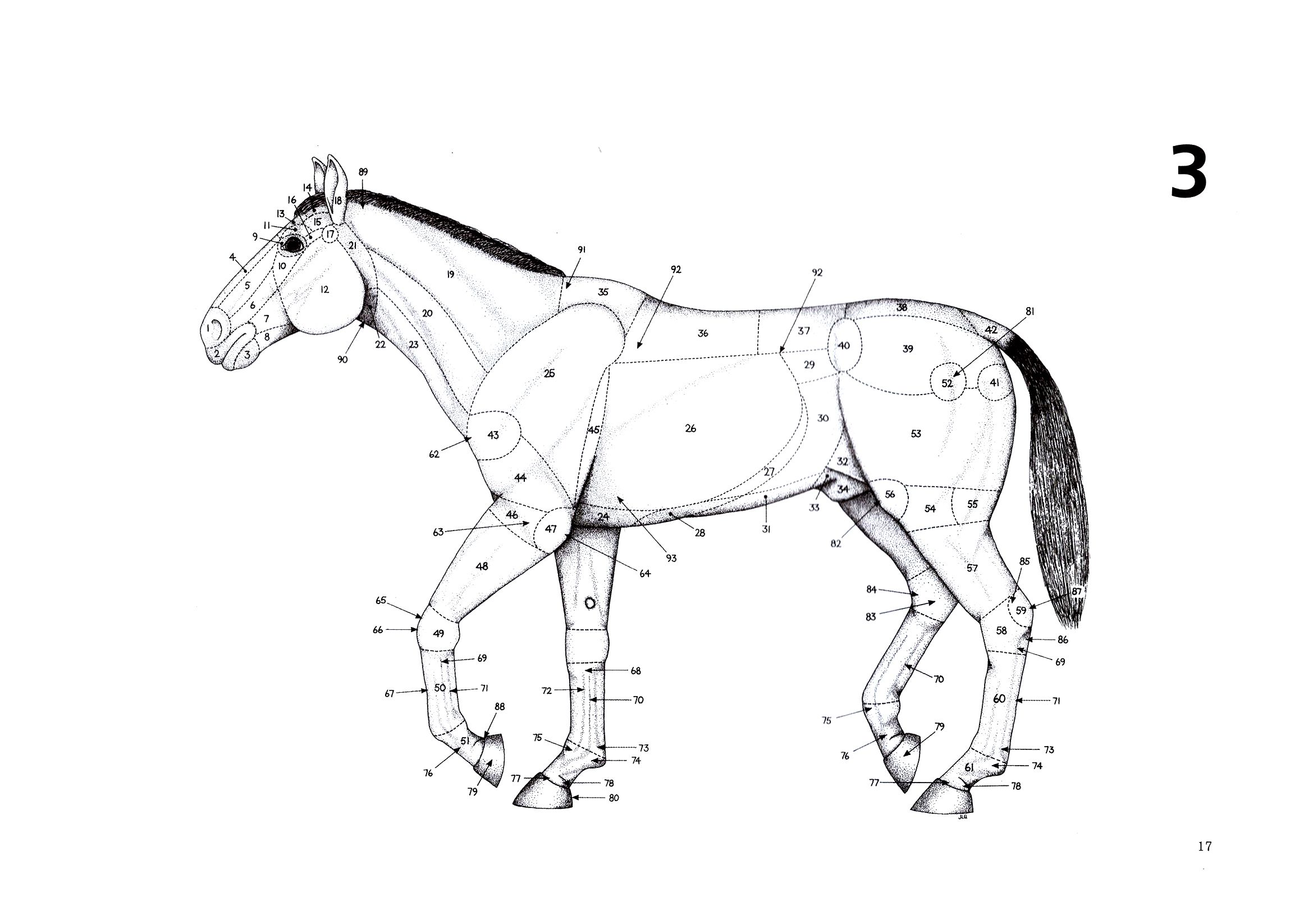 Топографическая анатомия лошади. Анатомия лошади для скульптора. Пони лошадь анатомия. Поджелудочная железа лошади анатомия.