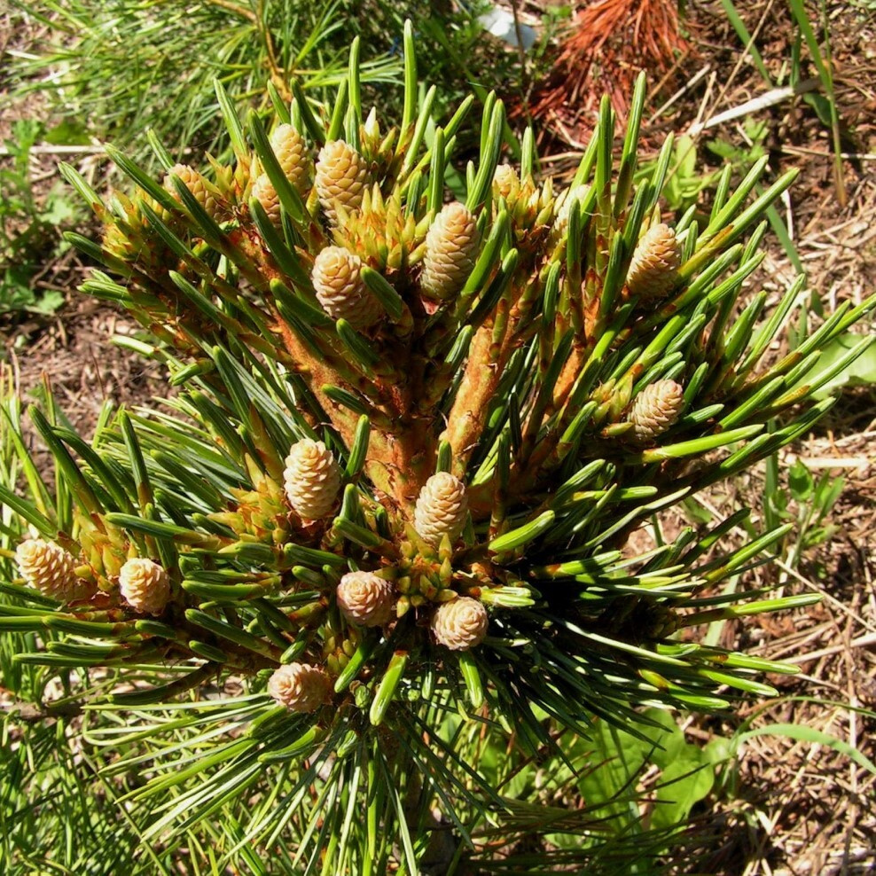 Кедр Сибирский Pinus sibirica