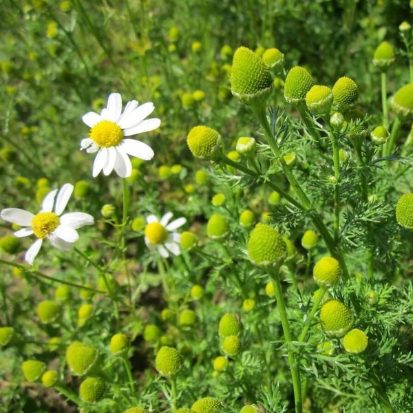 Ромашка Орешка Ромашка - купить по выгодным ценам в интернет-магазине ...