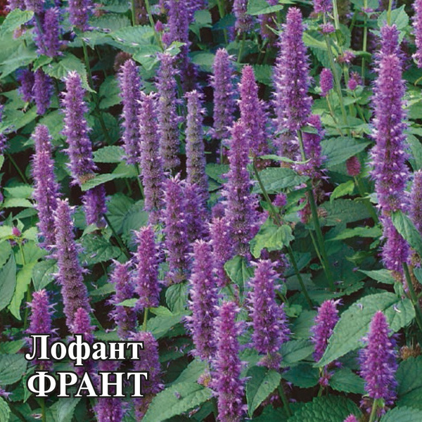 Лофант Гавриш 10711510_1 - купить по выгодным ценам в интернет-магазине ...