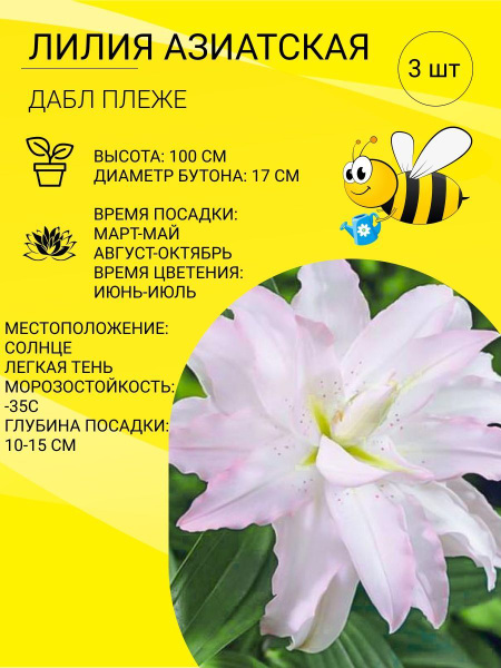 Лилии Лилии азиатские 3шт_Дабл Плеже - купить по выгодным ценам в ...
