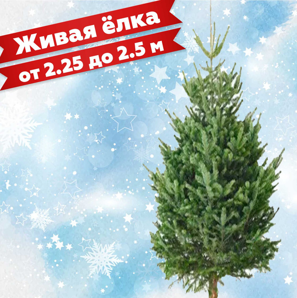 Елка живая Везем Елки, 225-250 см - купить с доставкой по выгодным ...