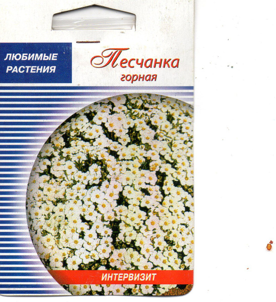 Многолетники для альпийской горки Многолетники_белый_25_Песчанка горная ...