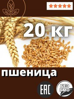 Ростки пшеницы - купить с доставкой по выгодным ценам в интернет ...